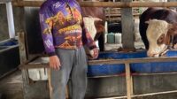 Asosiasi Peternak Penggemuk Sapi Indonesia Appsi Jabar